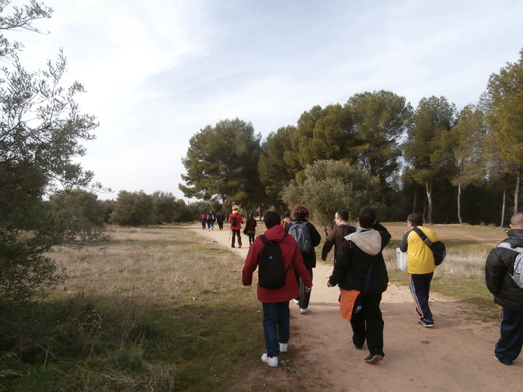 Nueva plantación de encinas en Los Cerros de Alcalá