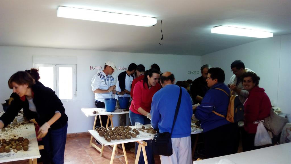 Nueva plantación de encinas en Los Cerros de Alcalá