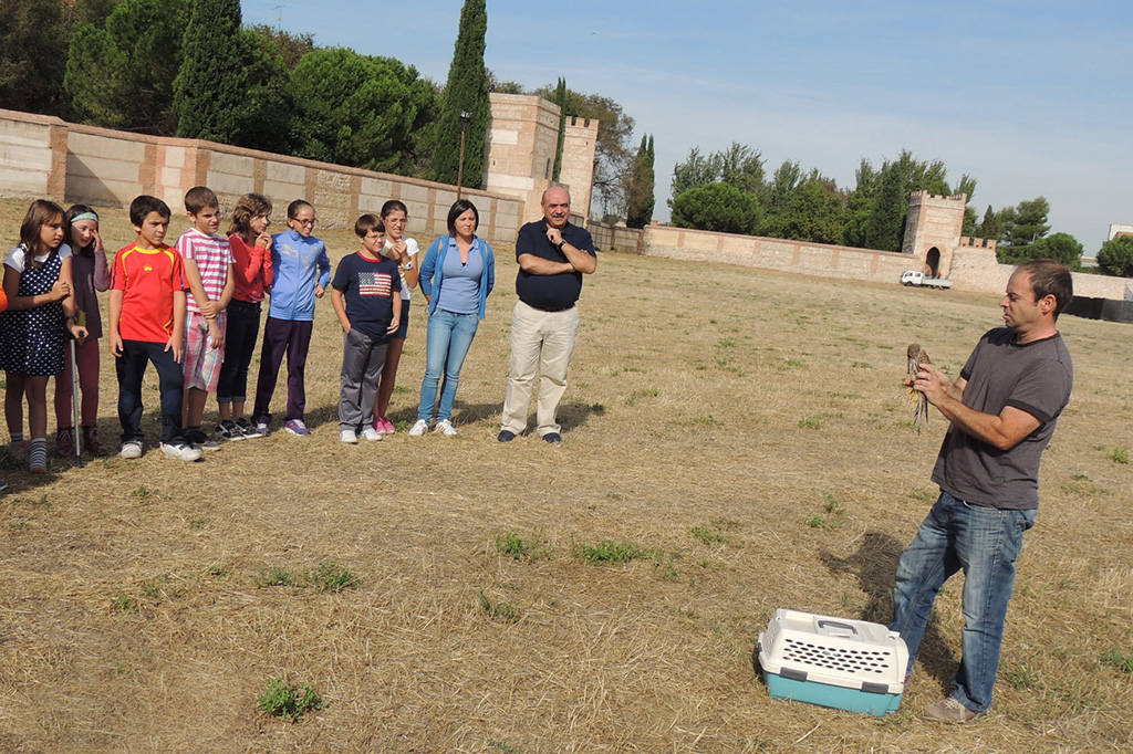 MEDIO AMBIENTE suelta cernícalos (archivo)