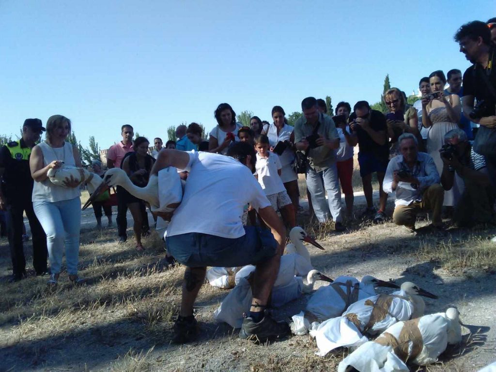 Suelta de Cigüeñas 2015 (13)