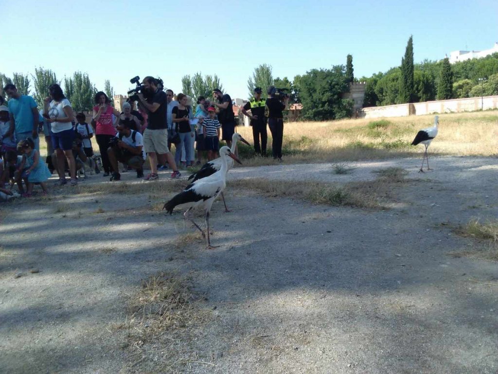 Suelta de Cigüeñas 2015 (18)