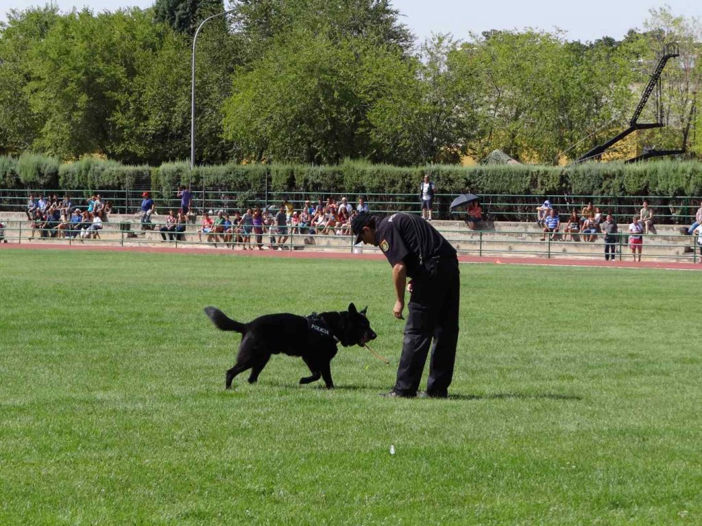 Desfile Fuerzas armadas y cuerpos de seguridad del estado 2015 (13)