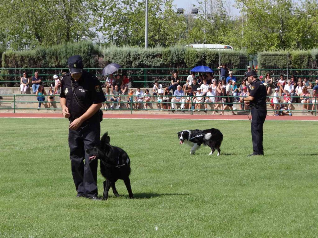 Desfile Fuerzas armadas y cuerpos de seguridad del estado 2015 (14)