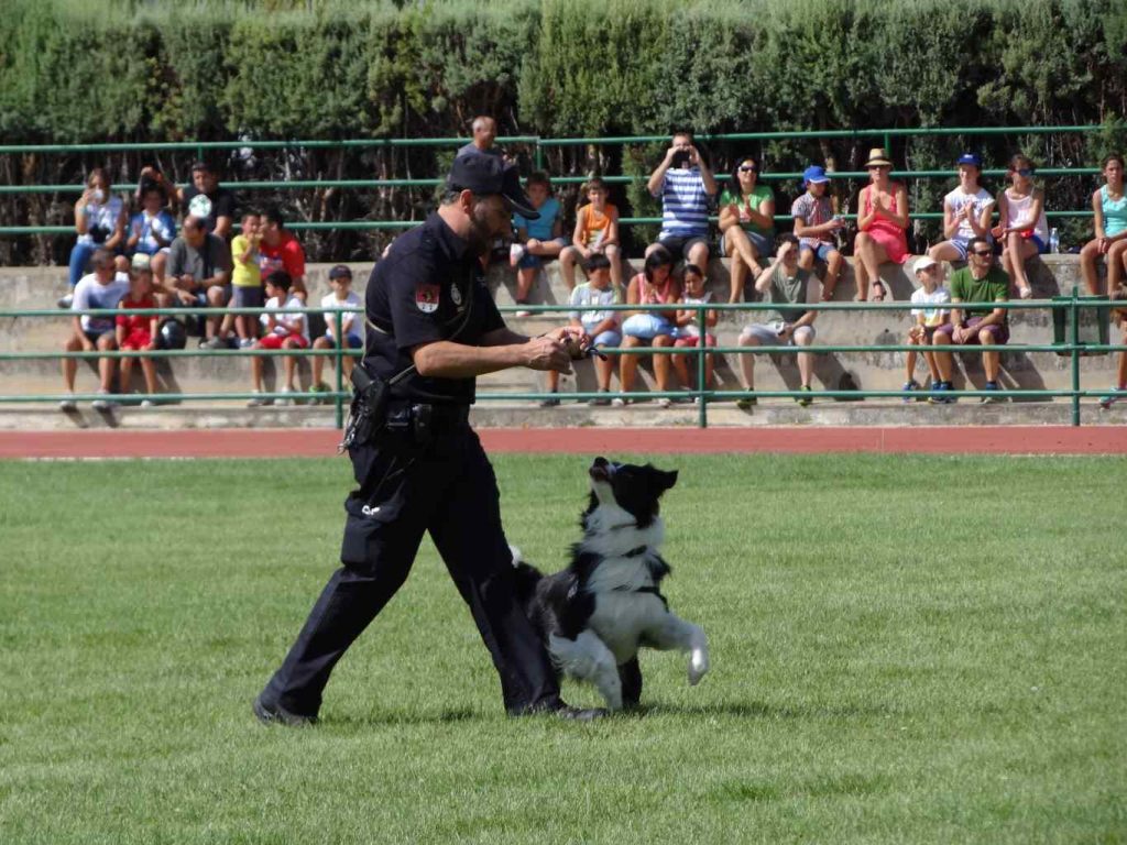 Desfile Fuerzas armadas y cuerpos de seguridad del estado 2015 (27)