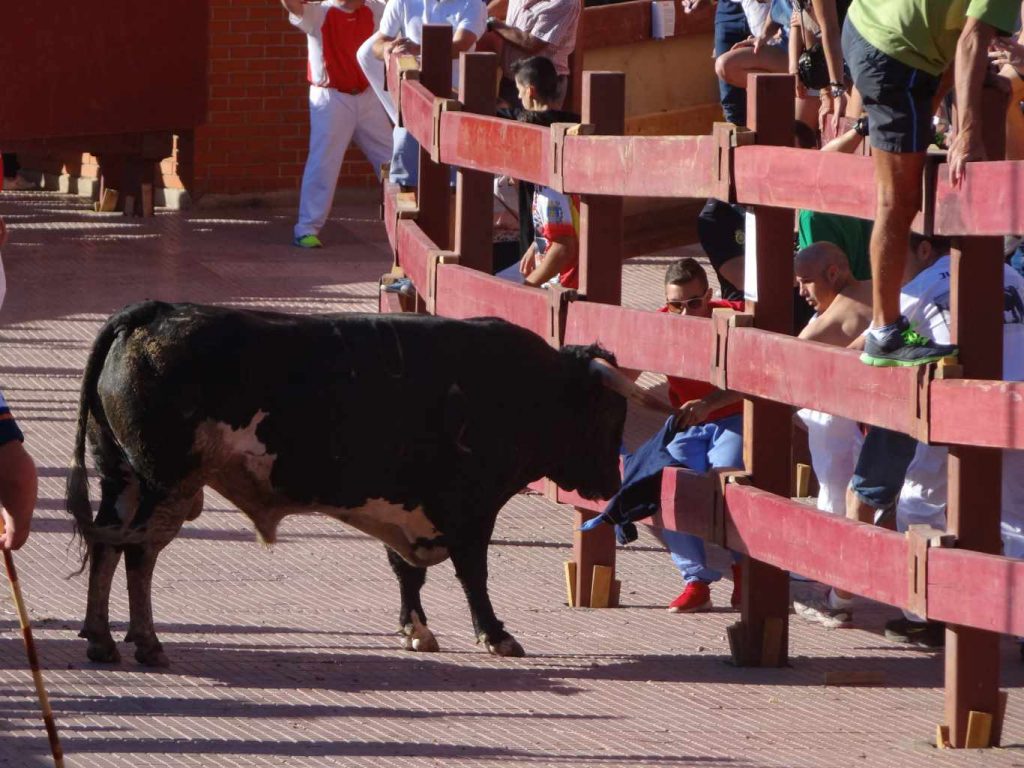 Primer encierro Fiestas 2015 (80)