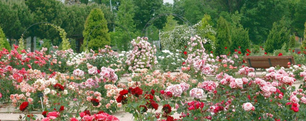 Rosaleda del Jardín Botánico de Alcalá de Henares