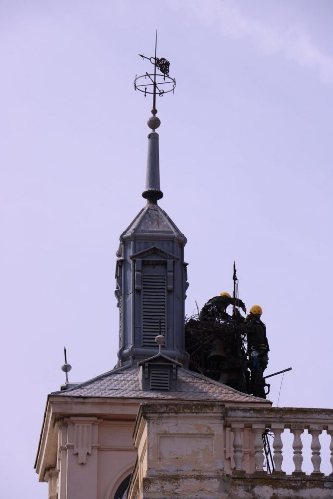 Anidamiento cigüeñas Ayuntamiento (102)