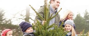 Recogida de los abetos navideños naturales