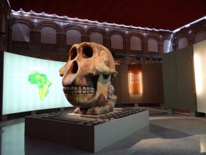 Mis descubrimientos paleoantropológicos en la Cuna de la Humanidad
