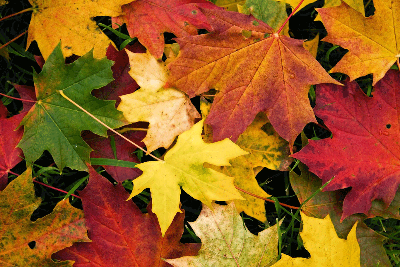 Por qué se caen las hojas en otoño? - Dream Alcalá