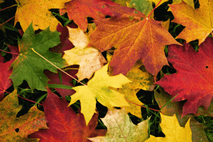 ¿Por qué se caen las hojas en otoño?