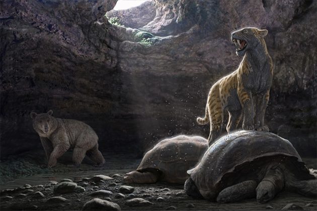 La colina de los tigres dientes de sable, en el Museo Arqueológico Regional