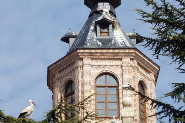 Exposición Por San Blas, la cigüeña verás: Cigüeña blanca en Alcalá de Henares