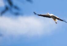 Más Madrid – Verdes Equo exige soluciones ante el incumplimiento del contrato de conservación de cigüeñas