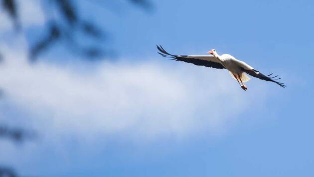 Más Madrid – Verdes Equo exige soluciones ante el incumplimiento del contrato de conservación de cigüeñas