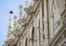 Por San Blas, la cigüeña verás: rutas para conocer a las cigüeñas de Alcalá de Henares