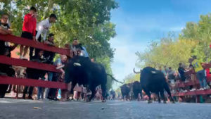 Primeras imágenes de los Encierros de Alcalá 2023: los toros, desde la barrera