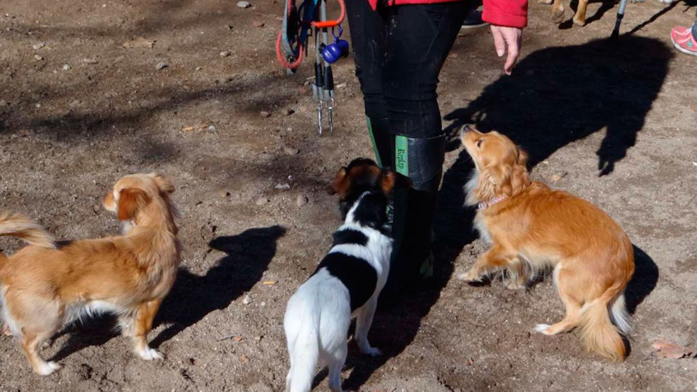 La Comunidad De Madrid Logra La Adopci n De M s Del 80 De Los Perros 