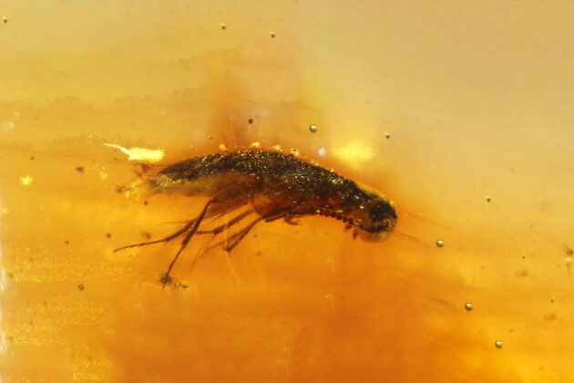 La UAH participa en el descubrimiento de un depósito de ámbar del Mesozoico en Sudamérica