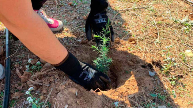 Aniversario de Un Millón de Árboles por el Cambio Climático-Alcalá Verde