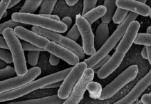 La Comunidad de Madrid identifica patrones que conectan la microbiota intestinal con la salud metabólica en la obesidad