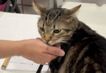 Alcalá de Henares atendió gratuitamente a una treintena de mascotas de las familias evacuadas por el gran incendio