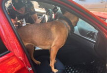 La Unidad Canina K-9 refuerza la eficacia de los controles preventivos de la Policía Local de Alcalá