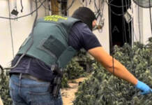 Operación Cervantes: seis detenidos con más de 40 kilos de marihuana que operaban en Alcalá y Villalbilla